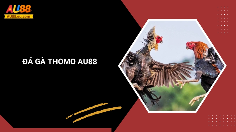 Đá Gà Thomo Au88: Kịch Tính Sân Đấu, Thắng Lớn Mỗi Ngày