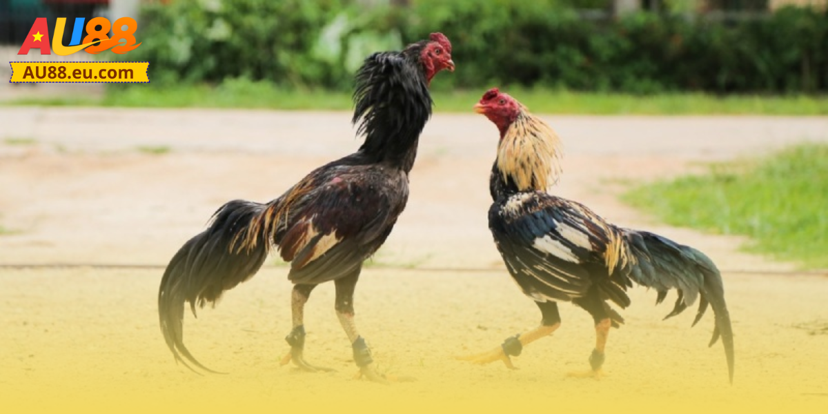 Những điểm nổi bật giúp đá gà cựa sắt Au88 ghi điểm với người chơi